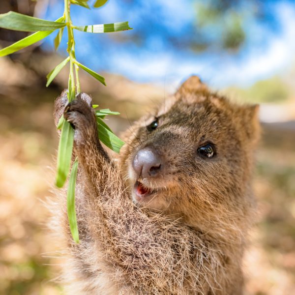 6 Wildlife Hotspots in Perth